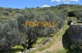 14016, 1 stremma olive grove in Lefkes